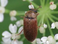 Byturus ochraceus