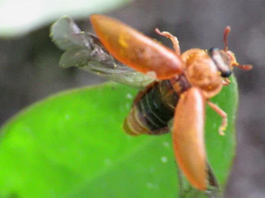 Byturus ochraceus