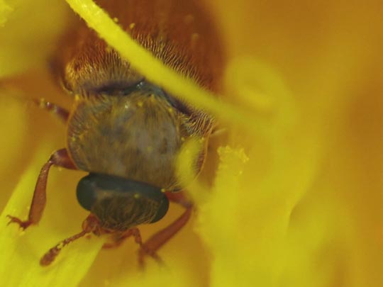 Byturus ochraceus