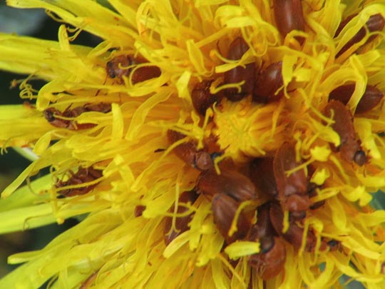 Byturus ochraceus