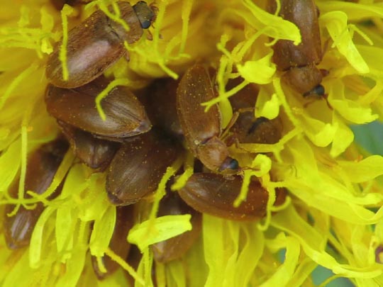 Byturus ochraceus