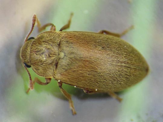 Byturus tomentosus, Himbeerkäfer