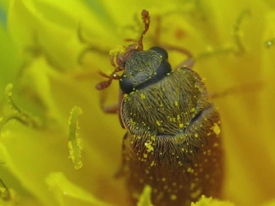 Byturus ochraceus