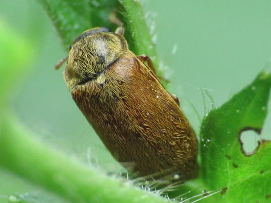 Byturus ochraceus