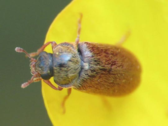 Byturus ochraceus