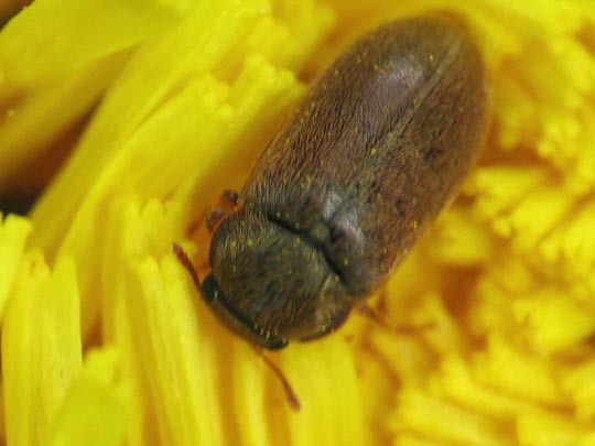 Byturus ochraceus
