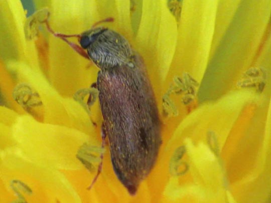 Byturus ochraceus