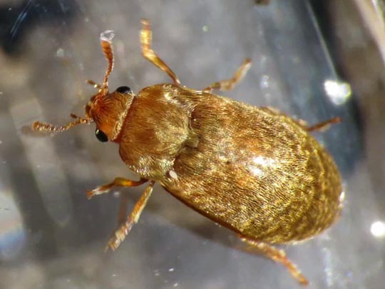 Byturus tomentosus, Himbeerkäfer