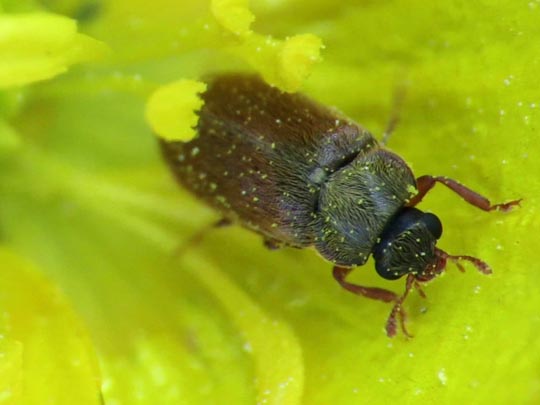 Byturus ochraceus