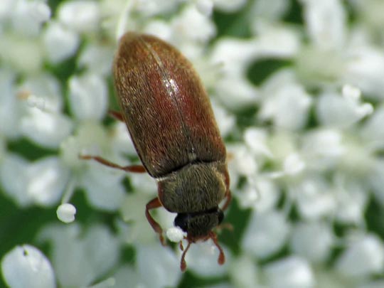 Byturus ochraceus