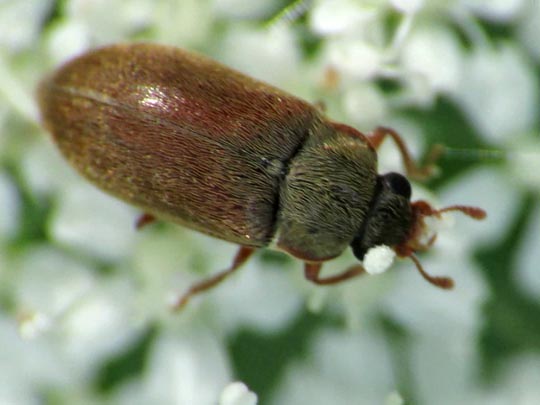 Byturus ochraceus