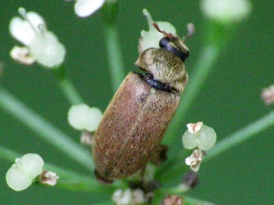 Byturus ochraceus