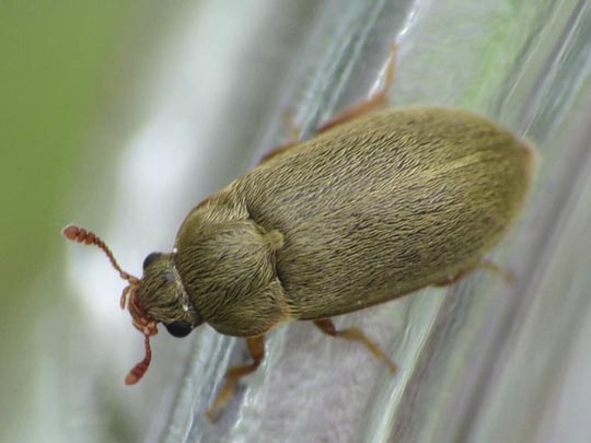 Byturus tomentosus, Himbeerkäfer