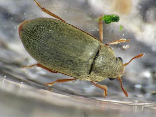 Byturus tomentosus, Himbeerkäfer