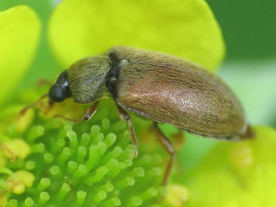 Byturus ochraceus