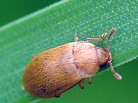 Himbeerkäfer, Byturus tomentosus