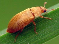 Himbeerkäfer, Byturus tomentosus