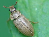 Himbeerkäfer, Byturus tomentosus