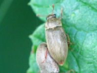 Byturus sp.