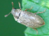 Byturus sp.