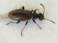 Blütenmulmkäfer, Anthicidae
