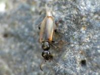 Blütenmulmkäfer, Anthicidae