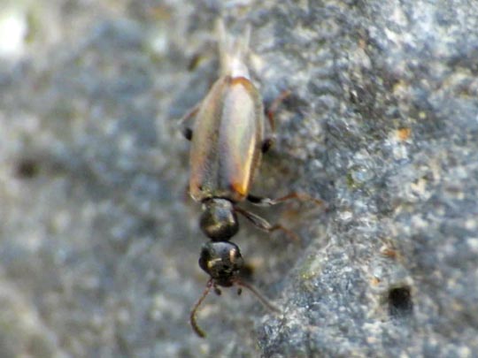 Blütenmulmkäfer, Anthicidae