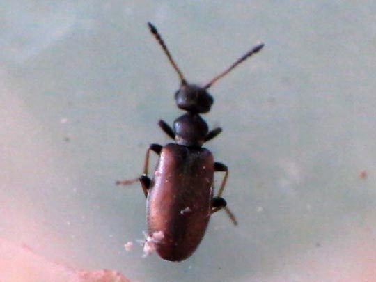 Blütenmulmkäfer, Anthicidae