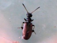 Blütenmulmkäfer, Anthicidae