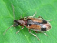 Gemeiner Einhornkäfer, Notoxus monoceros