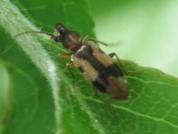 Gemeiner Einhornkäfer, Notoxus monoceros