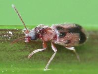 Gemeiner Einhornkäfer, Notoxus monoceros