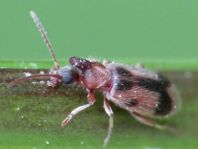 Gemeiner Einhornkäfer, Notoxus monoceros