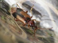 Gemeiner Einhornkäfer, Notoxus monoceros
