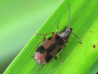 Gemeiner Einhornkäfer, Notoxus monoceros