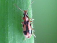 Gemeiner Einhornkäfer, Notoxus monoceros