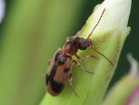 Gemeiner Einhornkäfer, Notoxus monoceros