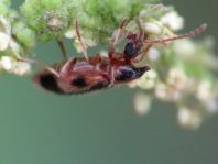 Gemeiner Einhornkäfer, Notoxus monoceros