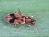 Gemeiner Einhornkäfer, Notoxus monoceros