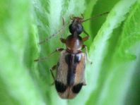 Gemeiner Einhornkäfer, Notoxus monoceros