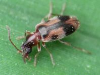 Gemeiner Einhornkäfer, Notoxus monoceros