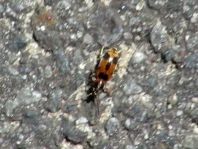 Gemeiner Einhornkäfer, Notoxus monoceros