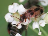 Gemeiner Einhornkäfer, Notoxus monoceros