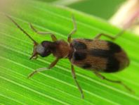 Gemeiner Einhornkäfer, Notoxus monoceros