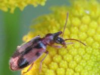 Gemeiner Einhornkäfer, Notoxus monoceros
