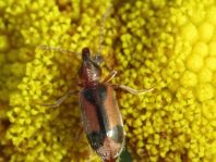 Gemeiner Einhornkäfer, Notoxus monoceros