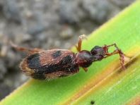 Gemeiner Einhornkäfer, Notoxus monoceros