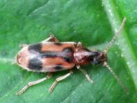 Gemeiner Einhornkäfer, Notoxus monoceros