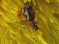 Gemeiner Einhornkäfer, Notoxus monoceros