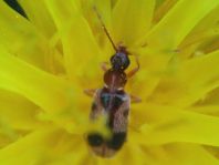 Gemeiner Einhornkäfer, Notoxus monoceros